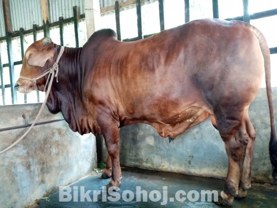 COW (ষাড় গরু)